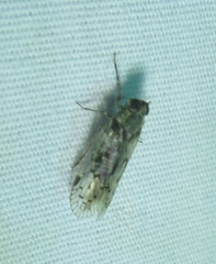 Melanoliarus aridus