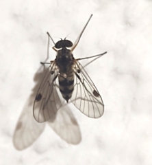 Chrysopilus