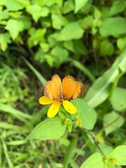 Tegosa