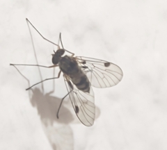 Chrysopilus