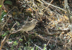 Anthus hellmayri