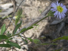 Vittadinia australasica