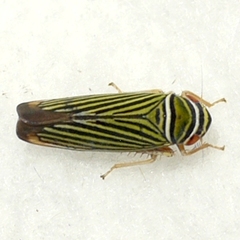 Tylozygus bifidus