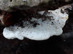Amaropostia stiptica