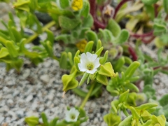 Nolana parviflora