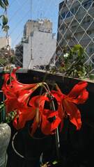 Hippeastrum petiolatum