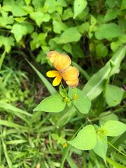 Tegosa