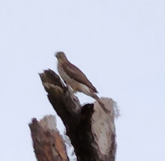 Accipiter