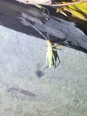 Oecanthus