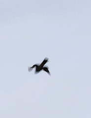 Accipiter