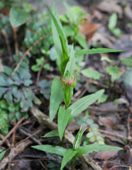 Pterostylis auriculata