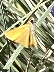 Copaeodes aurantiaca