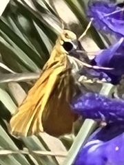 Copaeodes aurantiaca