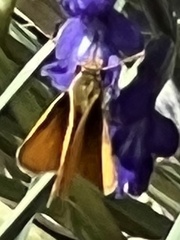 Copaeodes aurantiaca