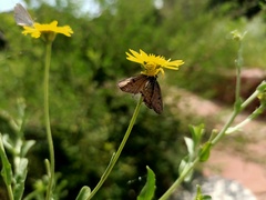 Zygometis xanthogaster