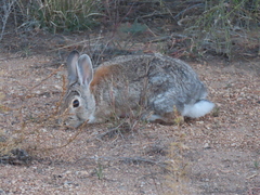Sylvilagus nuttallii