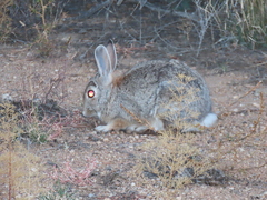 Sylvilagus nuttallii