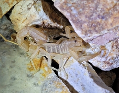 Paravaejovis confusus