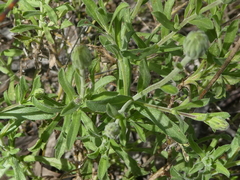 Vittadinia australasica