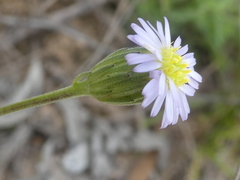 Vittadinia australasica