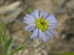 Vittadinia australasica