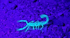 Paravaejovis confusus