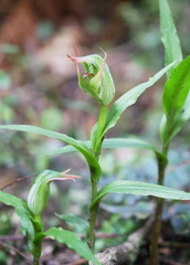 Pterostylis auriculata
