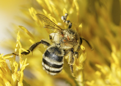 Cnemidandrena