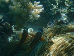 Entacmaea quadricolor