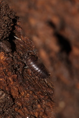 Cylisticus convexus