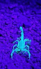 Paravaejovis confusus