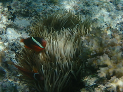 Amphiprion barberi
