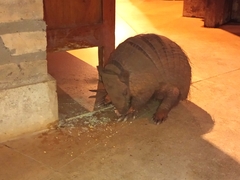 Euphractus sexcinctus