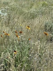 Gaillardia aristata