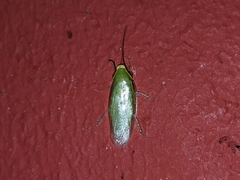 Panchlora