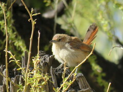 Phacellodomus striaticeps