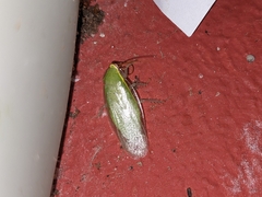 Panchlora