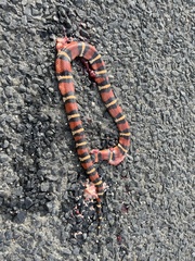 Lampropeltis annulata