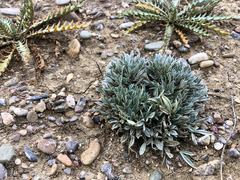 Astragalus gilviflorus