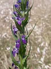 Lobelia fenestralis