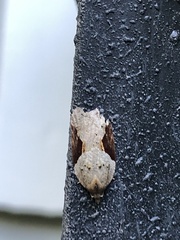 Acleris macdunnoughi