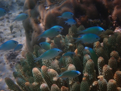 Chromis viridis