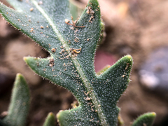 Mentzelia decapetala