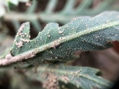 Mentzelia decapetala