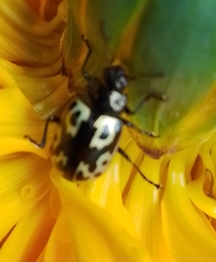 Zygogramma signatipennis