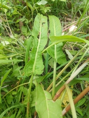 Rumex brownii