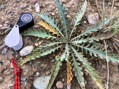 Mentzelia decapetala