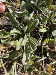 Antennaria plantaginifolia
