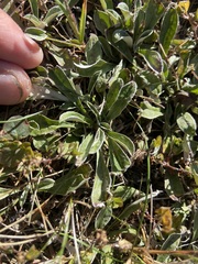 Antennaria plantaginifolia