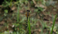 Trithemis pallidinervis